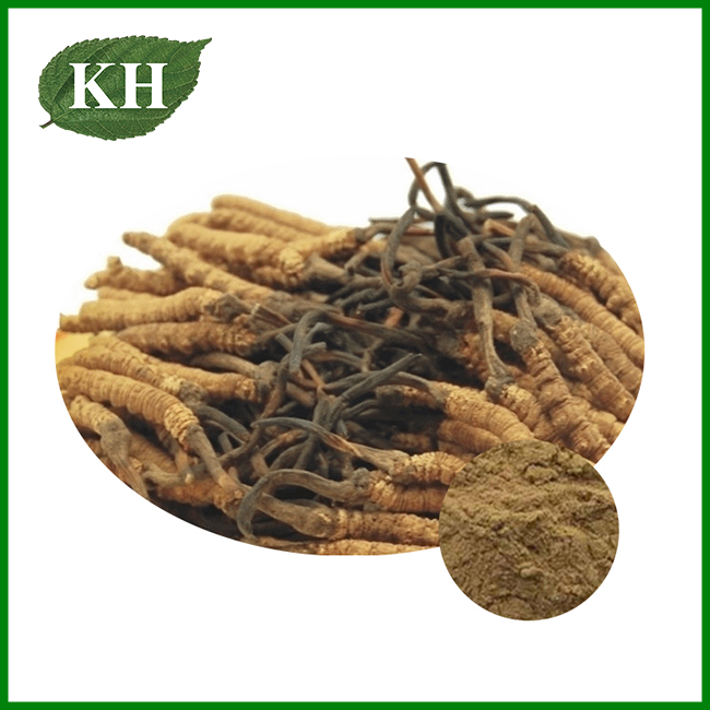 Cordyceps Mushroom Extract Powder